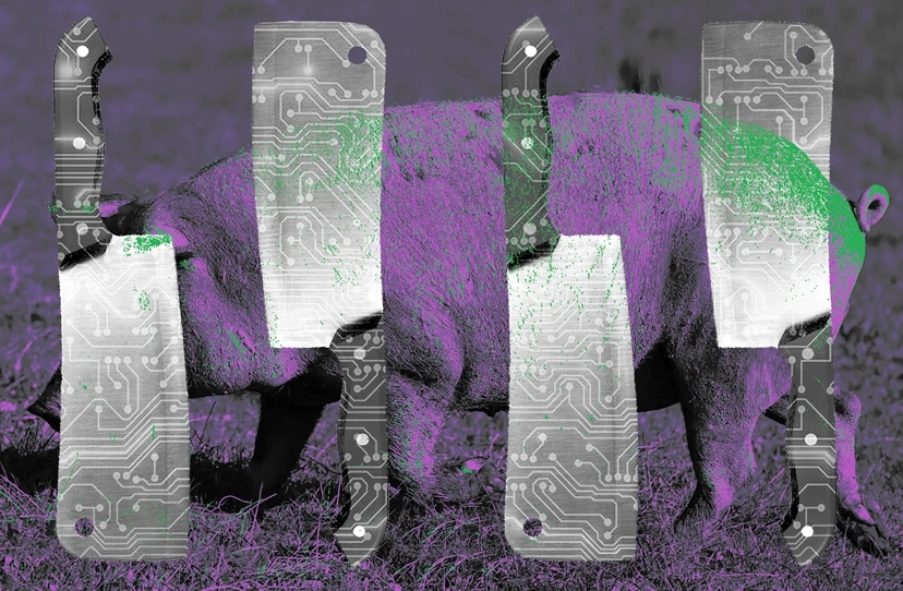 ‘Pig butchering’ crypto scams and those who fight back
