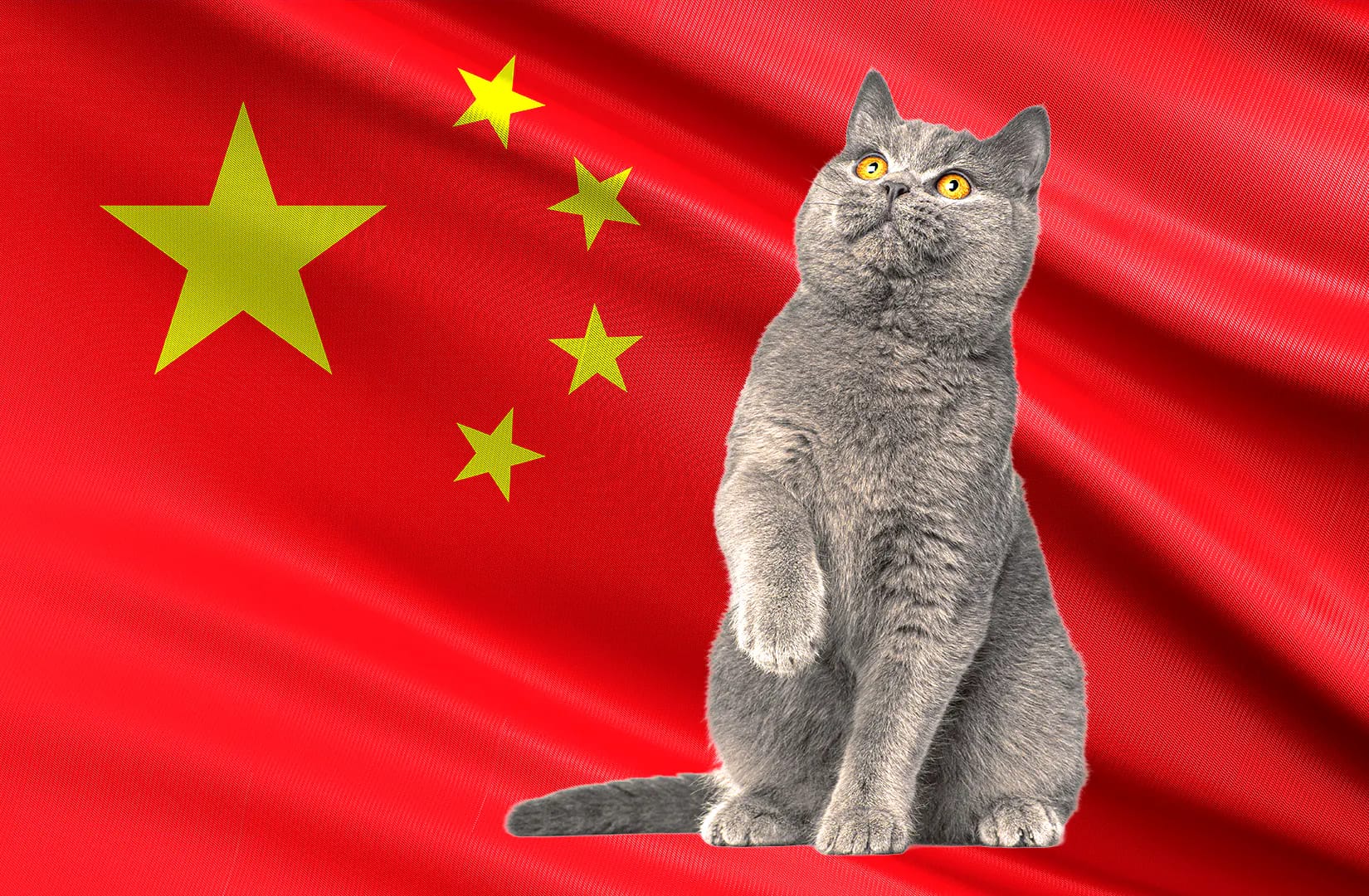 Chinese man took crypto for making thousands of cat torture videos