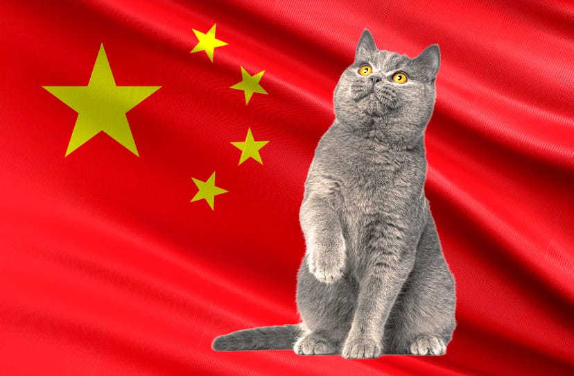 ‘Eyes gauged out’: Man paid crypto to torture and kill 1,500 cats, say activists after arrest